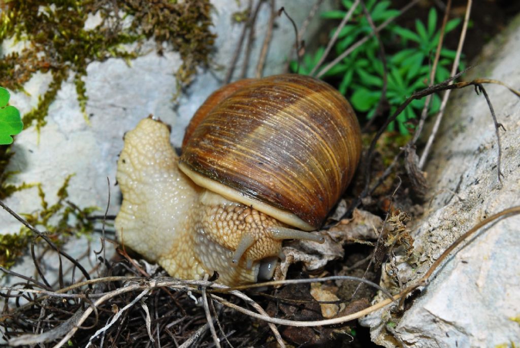 H. pomatia(?) dal Carso